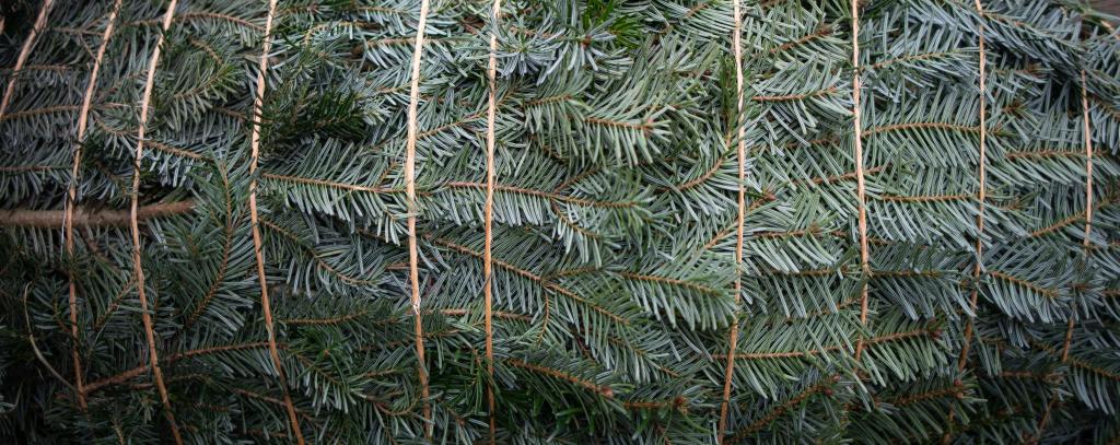 Wenn schon ein Weihnachtsbaum, dann bitte öko! (Foto (ROBIN WOOD/Moritz Heck) mit Schnur verpackter Öko-Weihnachtsbaum