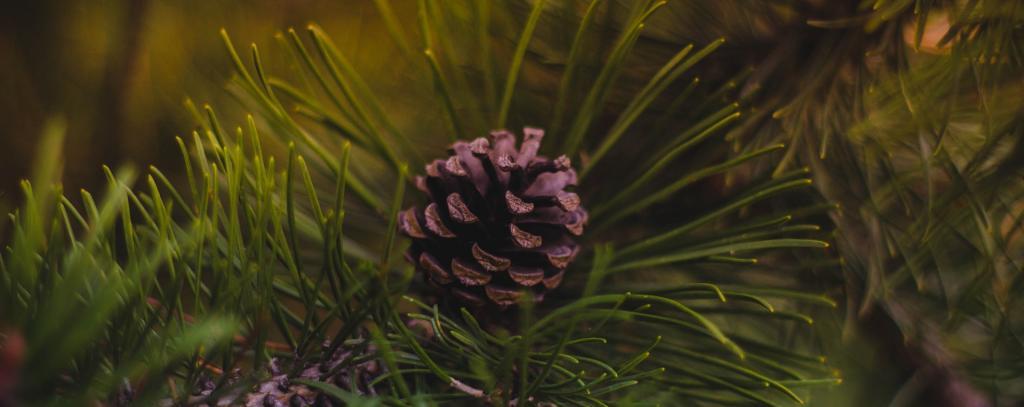 Wer einen Weihnachtsbaum kauft, sollte auf anerkannte Öko-Siegel achten Nadelbaum mit Zapfen