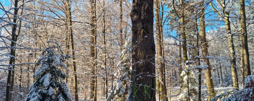 Diese Bäume auf dem Campus der Uni Stuttgart sollen gefällt werden für einen Neubau zum nachhaltigen Bauen (Foto: ROBIN WOOD) Bäume im Schnee auf dem Campus der Uni Stuttgart